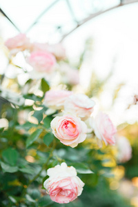 淡粉色玫瑰布什在夏天花园或公园自然背景。玫瑰花园，室外的阳光与景