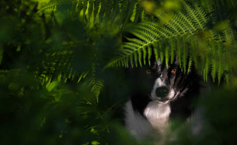 狗 黑白边境牧羊犬 蕨类植物下面