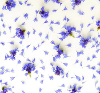 花卉背景。框架从蓝色矢车菊在白色背景。复制空间。顶部视图