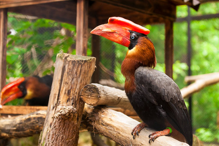 hydrocorax特写肖像的棕色鹦鹉 hydrocorax buceros 与红色的喙和蓝色