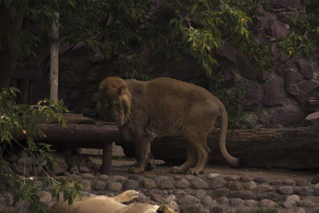狮子在野生动物园附近的洞穴