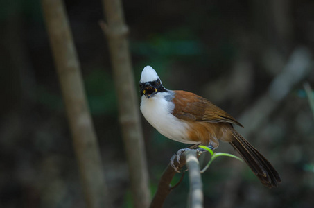 白凤头笑画眉 Garrulax leucolophus 在自然, 泰国