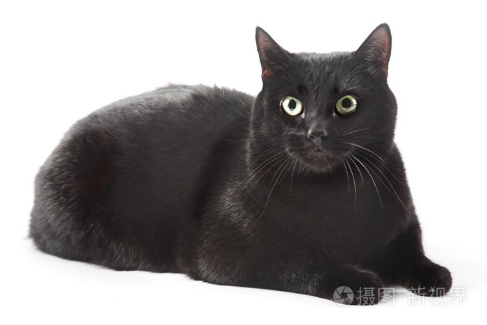 黑猫