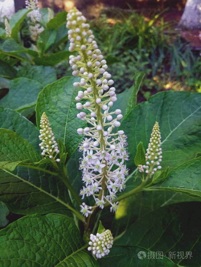 绿叶中的白色美丽的花朵