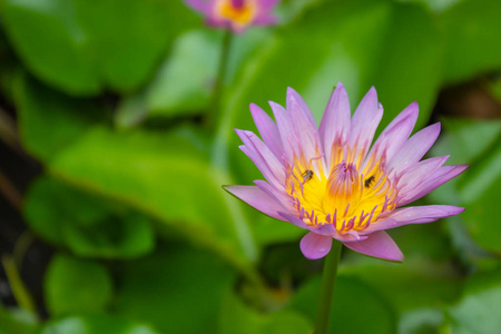 莲花粉红色的水滴粘在花和叶子上。雨后