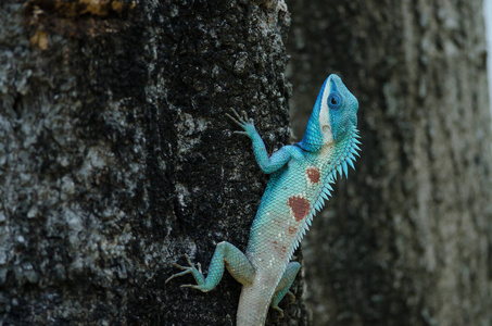 树上的蓝冠蜥蜴或印支蜥蜴