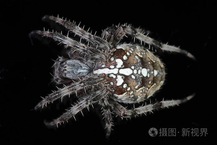 十字蜘蛛的宏观照片