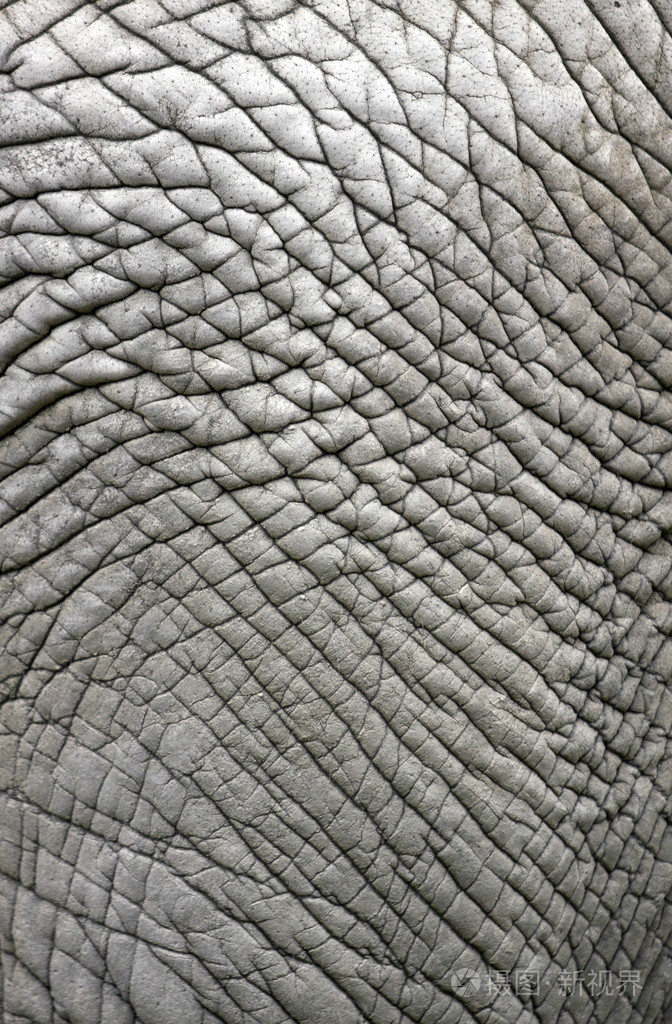 大象的皮肤