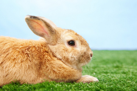 毛茸茸的动物照片