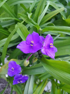 紫色的小美丽的花朵