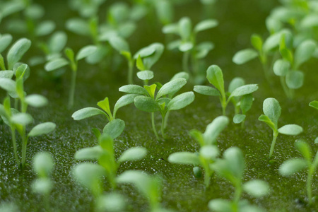 沙拉苗图片-沙拉苗素材-沙拉苗插画-摄图新视界