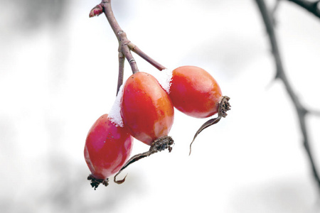 冬季红莓 dogrose 的提取枝