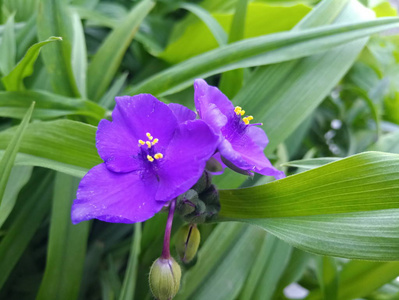 紫色的小美丽的花朵