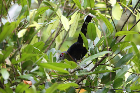 黑腹 malkoha Phaenicophaeus diardi 在婆罗洲沙巴