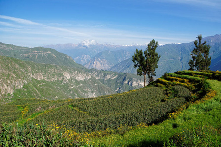 Colca 峡谷在阿雷基帕地区