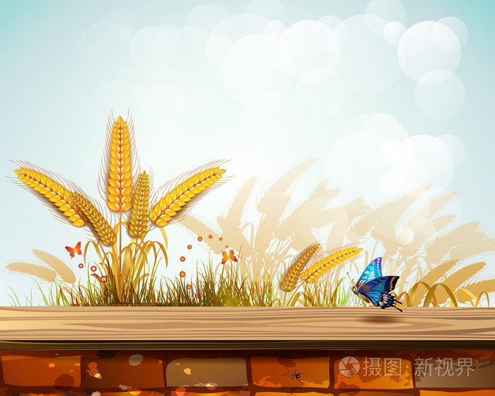风景与小麦
