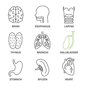 内部器官线性图标设置。脑, 食管, 喉, 胸腺, 支气管, 胆囊, 胃, 脾脏, 心脏。细线轮廓符号。独立矢量轮廓插图