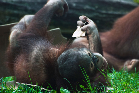 猩猩幼崽Pongo Pygmaeus