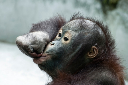 小猩猩开玩笑Pongo Pygmaeus