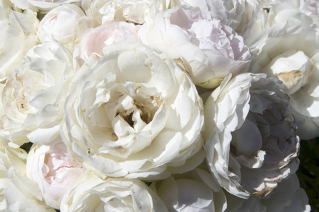 在植物园玫瑰园里的白玫瑰灌木图片