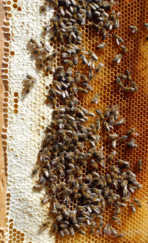 在夏天生产蜂蜜蜜蜂家族