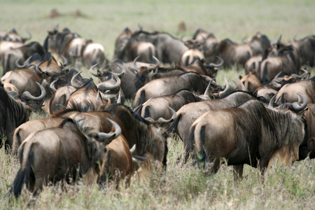 牛羚塞伦盖蒂野生动物园，坦桑尼亚非洲