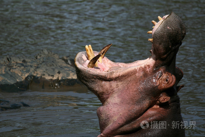 河马张大了嘴在非洲