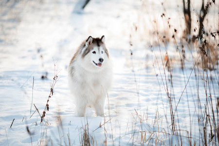 西伯利亚哈士奇漫步在冬季森林里
