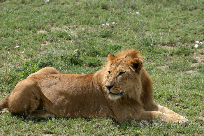 雄狮塞伦盖蒂野生动物园坦桑尼亚非洲