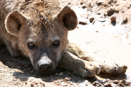 鬣狗恩火山口，坦桑尼亚非洲
