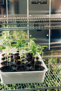 盆栽苗在现代农业实验室中的选择重点