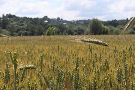 黑麦和大麦的田野。未来收获的成熟。农业产业的耕地区段。植物农场。谷物作物的生长。食物和福祉的来源