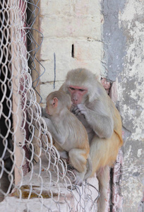 猴子在斋浦尔市
