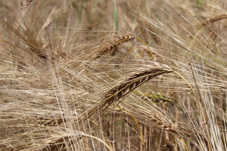 黑麦和大麦的田野.未来收获的成熟.农业产业的耕地区段.植物农场.