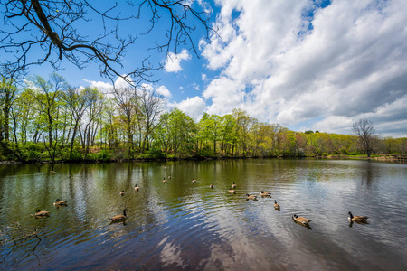 康涅狄格州纽黑文埃奇伍德公园的鸭塘