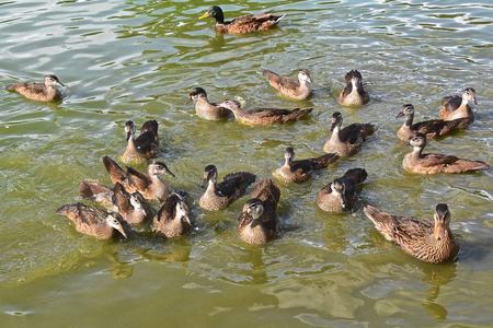 一群鸭子在水里游泳等待食物施舍