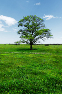 春天的风景, 孤独的绿橡树在一片翠绿的草地上, 衬托着蓝天的阳光和白云的背景。生态学的概念