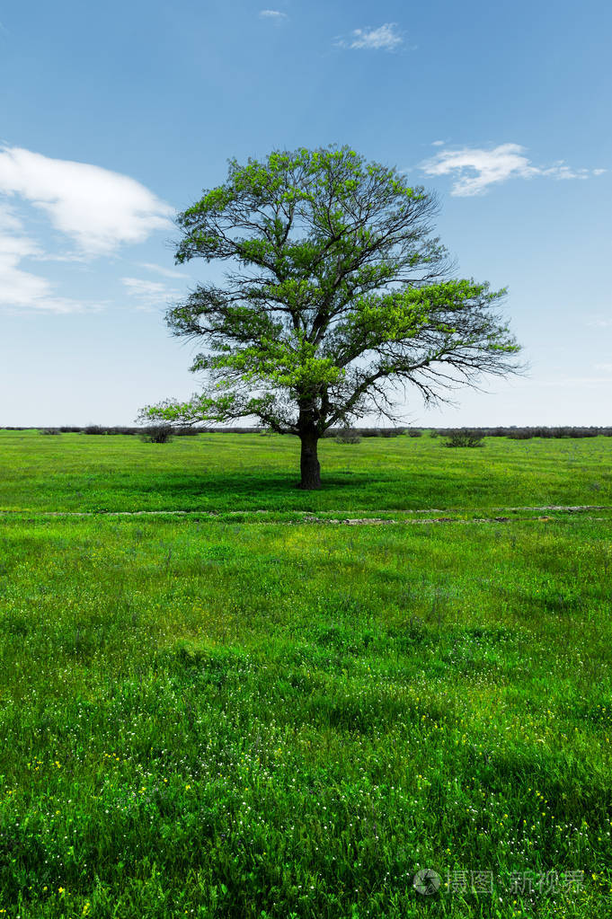 孤独的绿橡树在一片翠绿的草地上, 衬托着蓝天的阳光和白云的背景