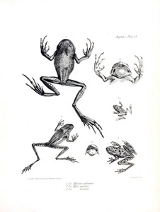 一只青蛙的插图