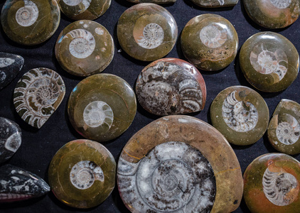 许多亚扪人史前化石的特写在石头的表面, 考古学和古生物学概念