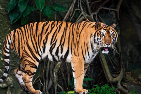 老虎站站在户外的成年老虎肖像.