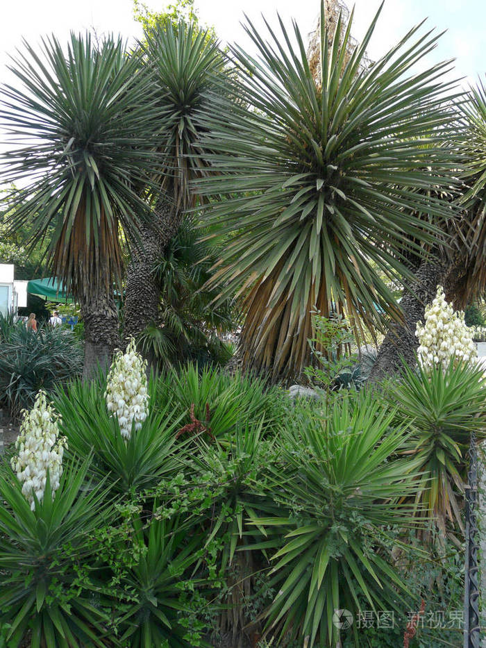 在植物园的高大棕榈树的背景下开花的小丝兰.散步地点