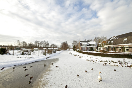 鹅和鸟在冬天从荷兰农村