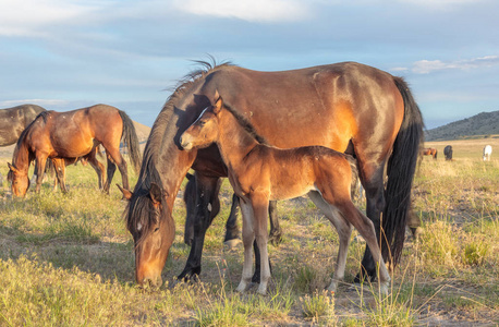 犹他州沙漠中的野马马和马驹
