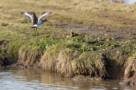 水鸟, 黑色尾 Godwit, Limosa Limosa 诺福克英国