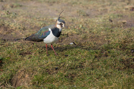 在英国诺福克韦坦德地区看到的Lapwing。 vanellus vanellus