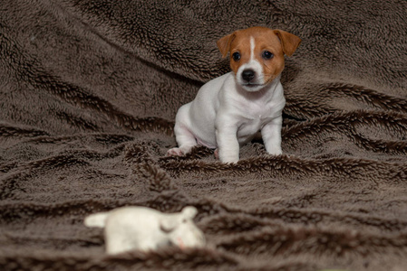杰克罗素小狗坐在棕色毯子上