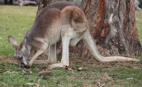 gmmer sig i grset澳大利亚袋鼠