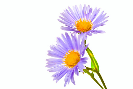 大黄蜂上洋甘菊图片