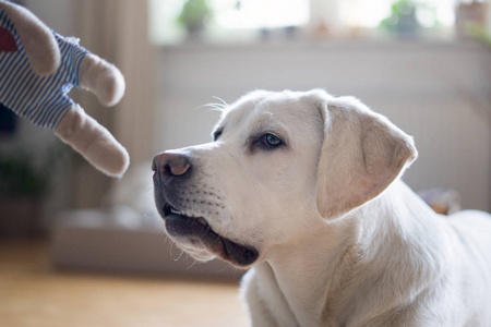 白色年轻拉布拉多猎犬犬狗看起来很漂亮